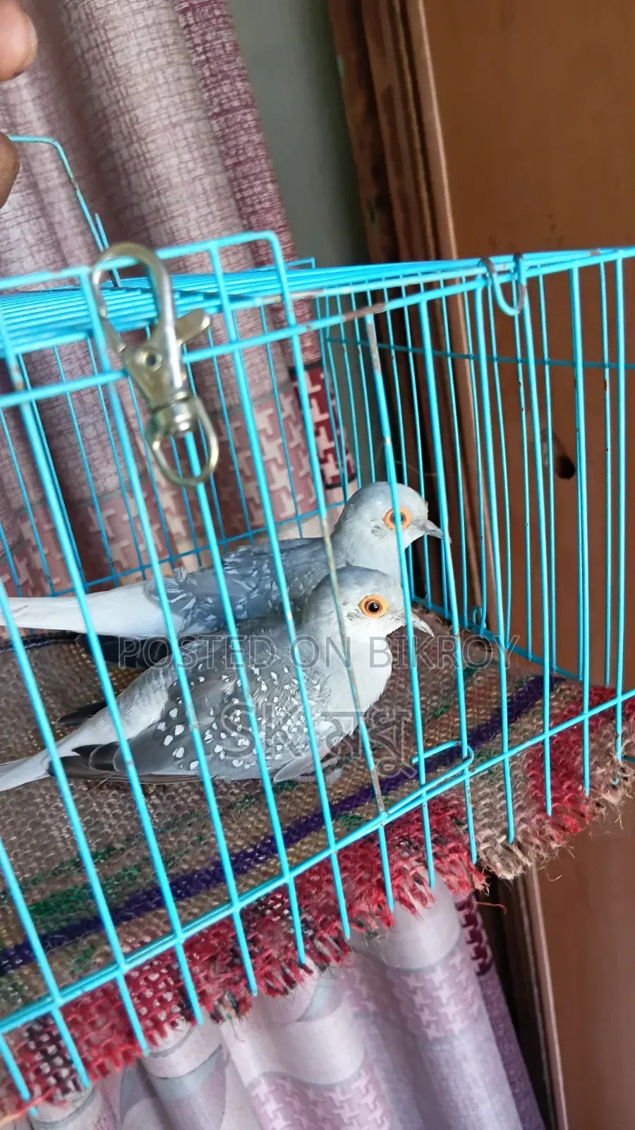 Silver Diamond Dove