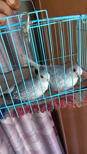Silver Diamond Dove