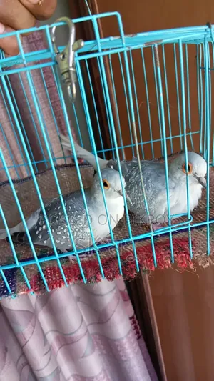 Silver Diamond Dove