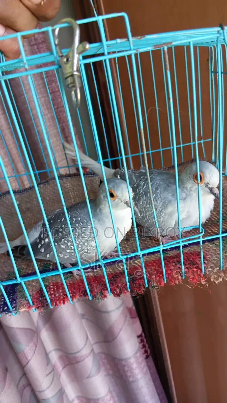 Silver Diamond Dove