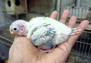 Pineapple Conure Tame Size Baby
