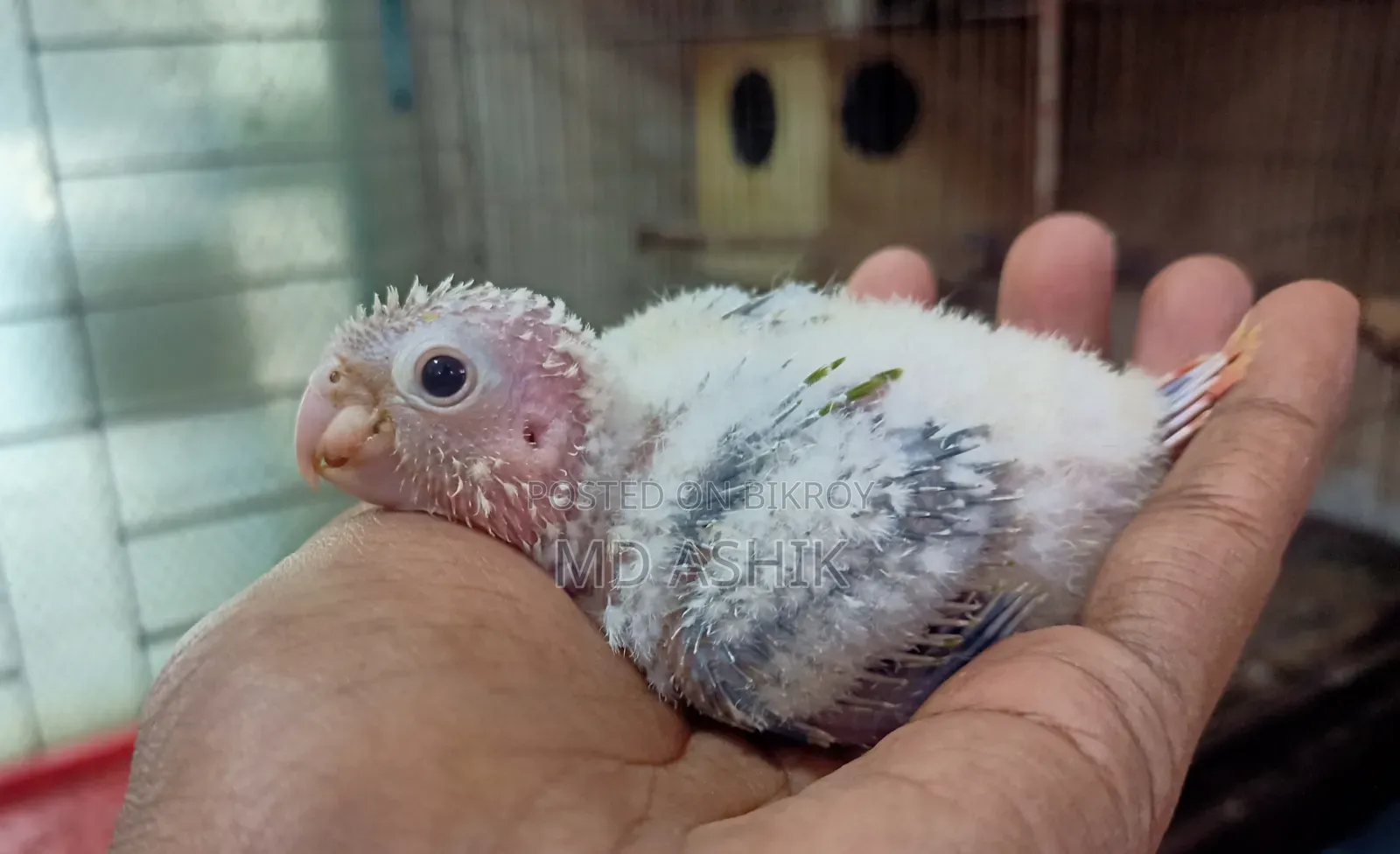 Pineapple Conure Tame Size Baby