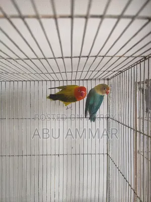 Different Types of Love Birds