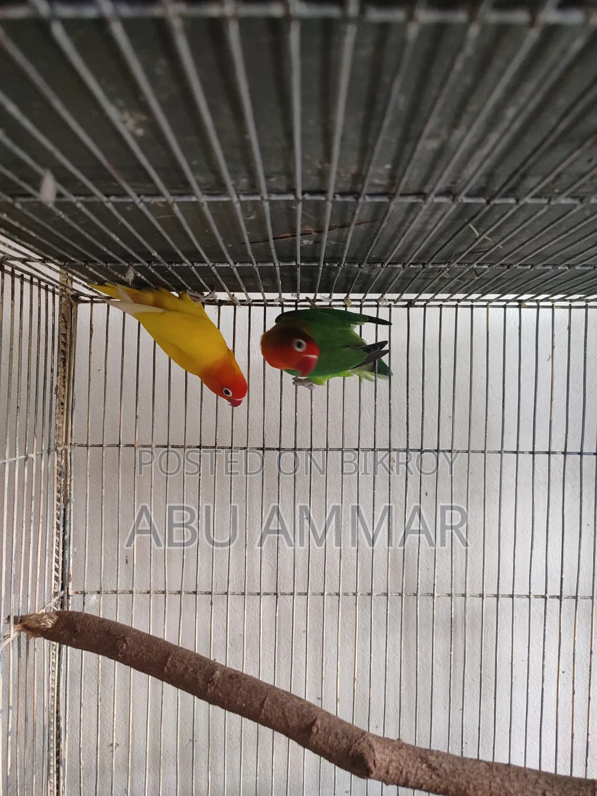 Different Types of Love Birds