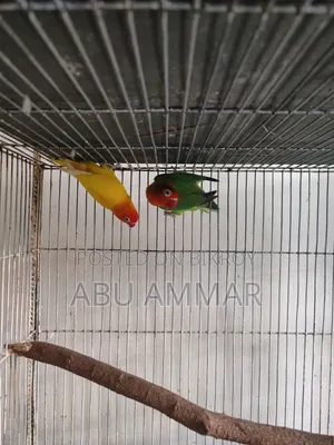 Different Types of Love Birds