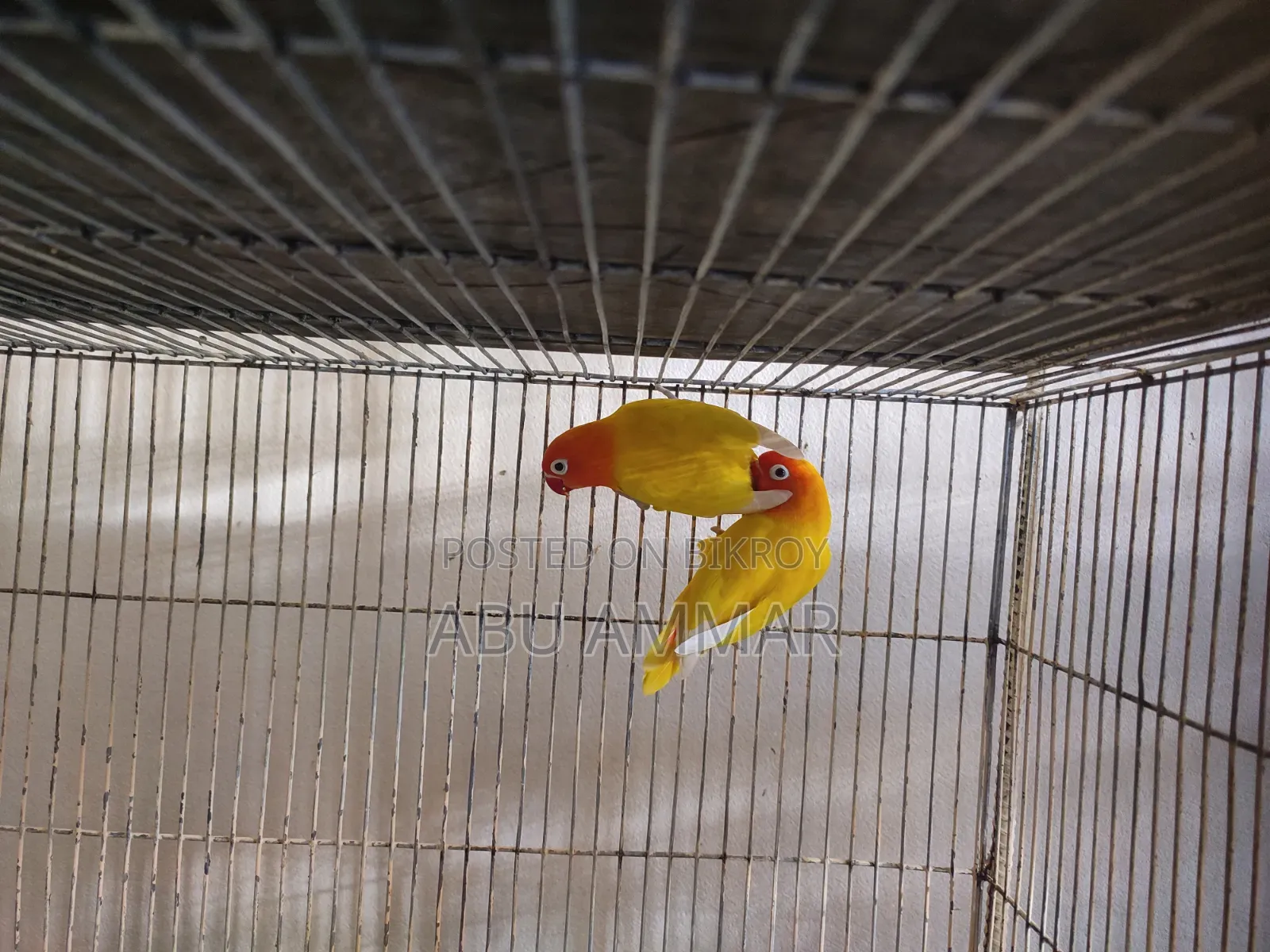 Different Types of Love Birds