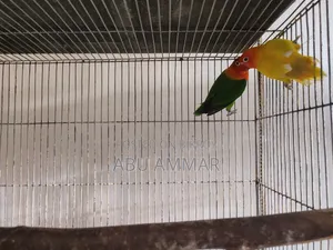 Different Types of Love Birds