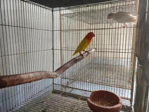 Different Types of Love Birds
