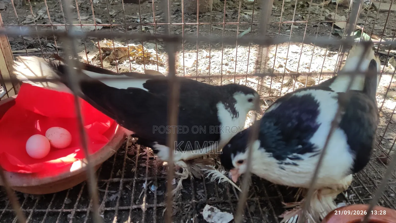 Siraji pigeons with eggs for sale.