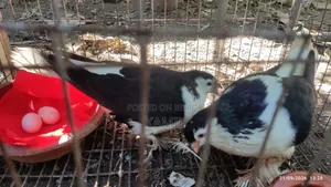 Siraji pigeons with eggs for sale.