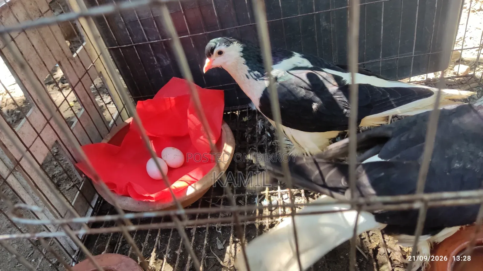 Siraji pigeons with eggs for sale.