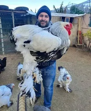 Original Brahma chicken hatching eggs and chicks are available.
