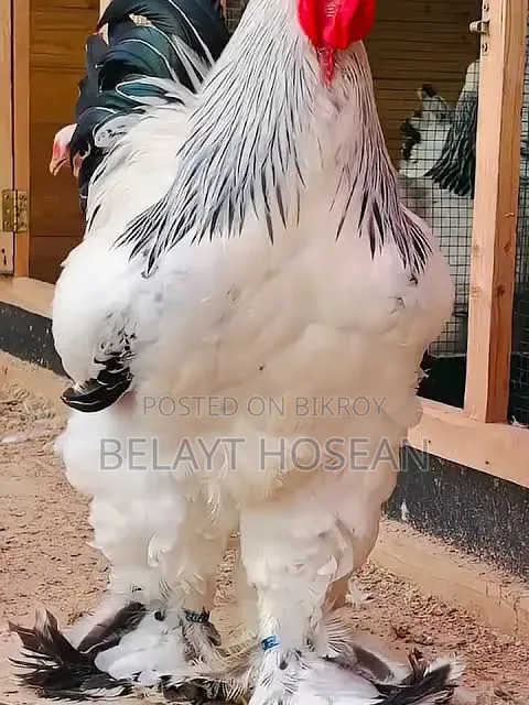 Original Brahma chicken hatching eggs and chicks are available.