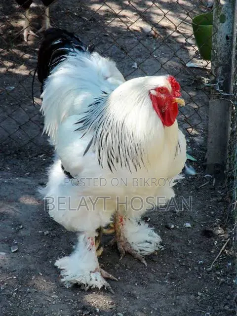 Original Brahma chicken hatching eggs and chicks are available.
