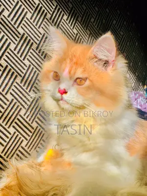 6-12 Months Male Purebred Persian