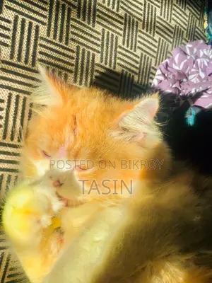 6-12 Months Male Purebred Persian