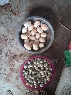 Original Brahma chicken hatching eggs and chicks are available.