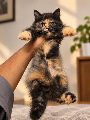 0-1 month Female Purebred Persian