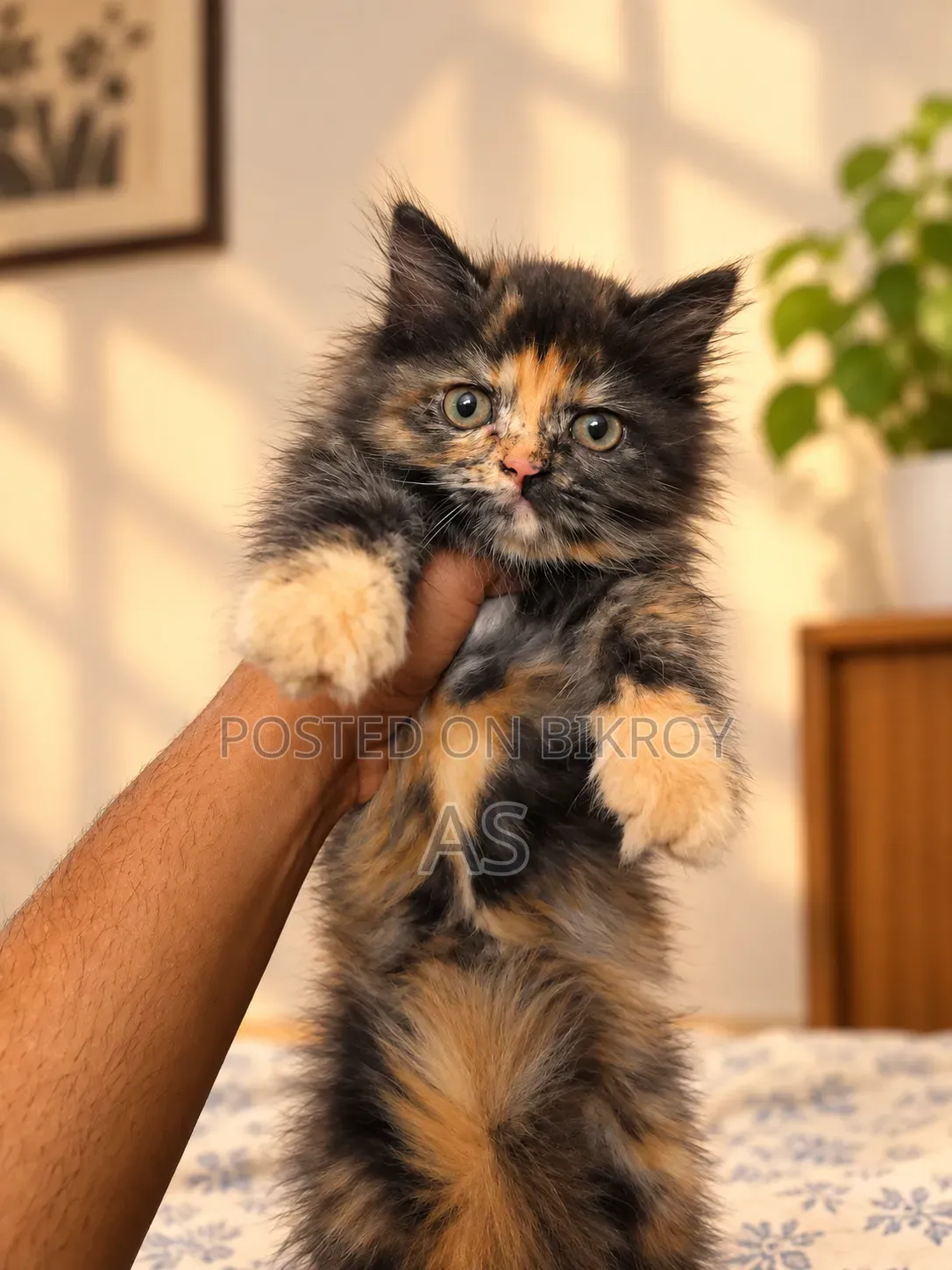 0-1 month Female Purebred Persian