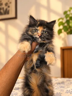 0-1 month Female Purebred Persian