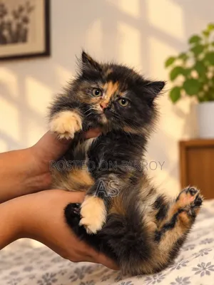 0-1 month Female Purebred Persian