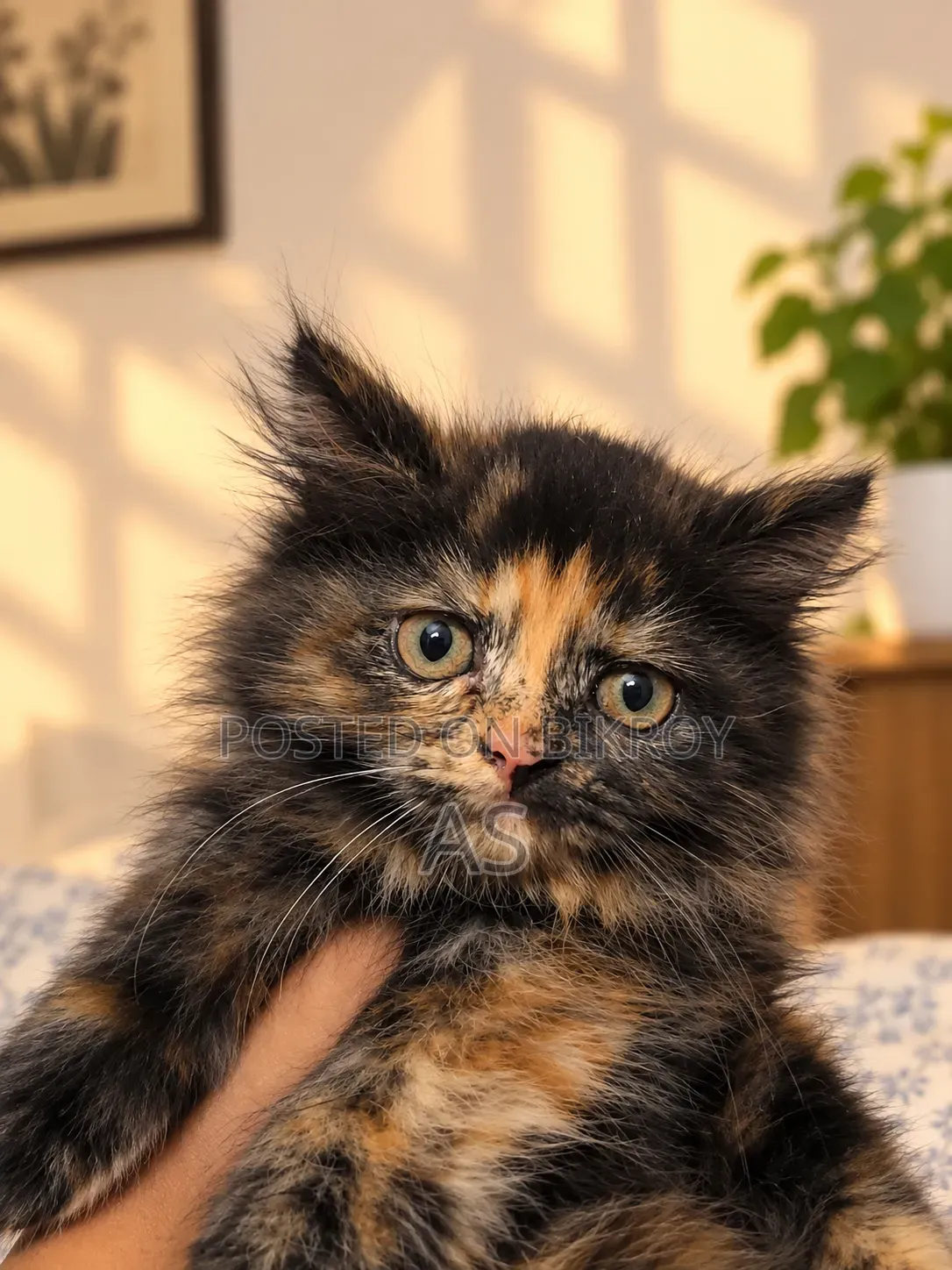 0-1 month Female Purebred Persian