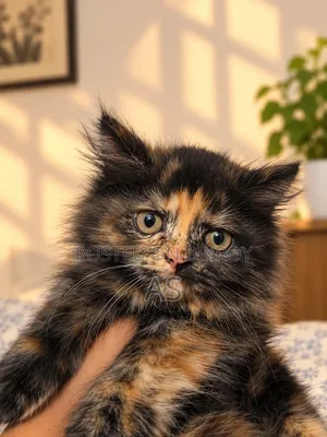0-1 month Female Purebred Persian