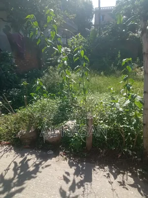 Vejal Mukto Jomi