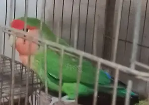 Love Bird/লাভ বার্ড পাখি