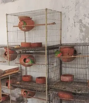 Love Bird/লাভ বার্ড পাখি