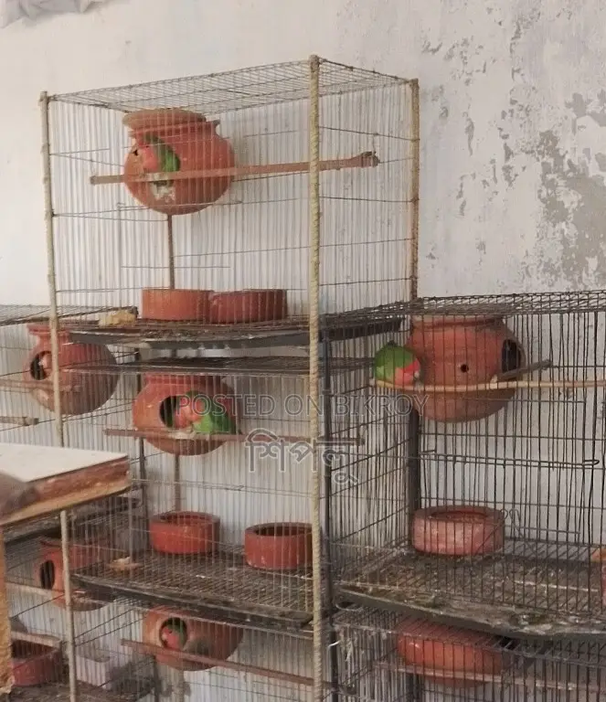 Love Bird/লাভ বার্ড পাখি