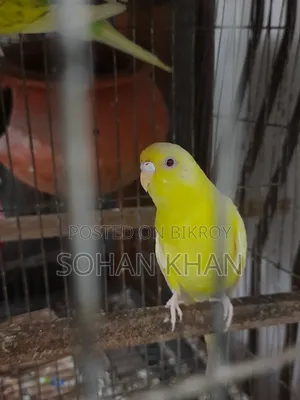 Lutino Red Eye Adult Female