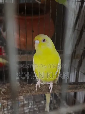 Lutino Red Eye Adult Female
