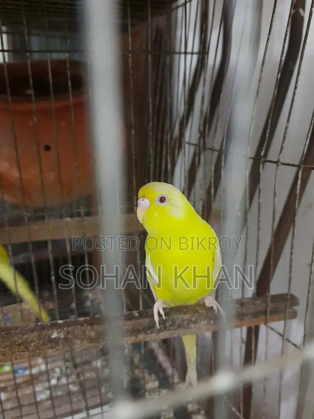 Lutino Red Eye Adult Female
