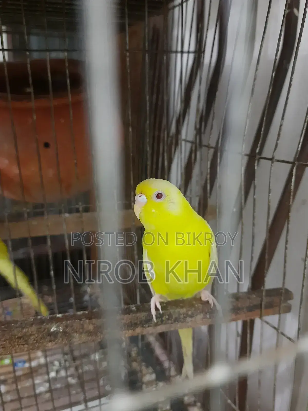 Lutiono Red Eye Adult Female