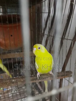 Lutino Red Eye Adult Female