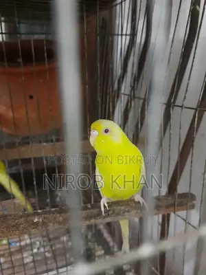 Lutiono Red Eye Adult Female