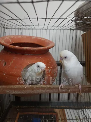 Albino Red Eye Running Pair