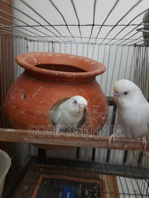 Albino Red Eye Running Pair