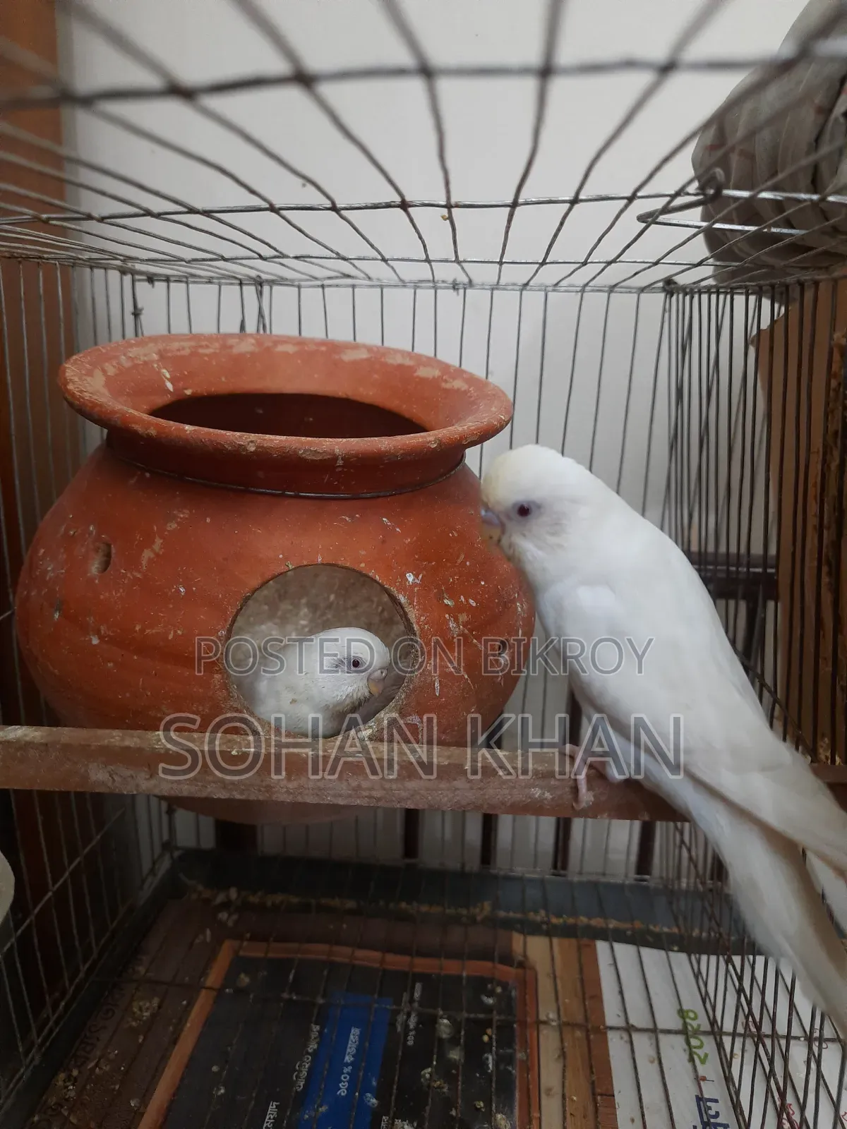 Albino Red Eye Running Pair