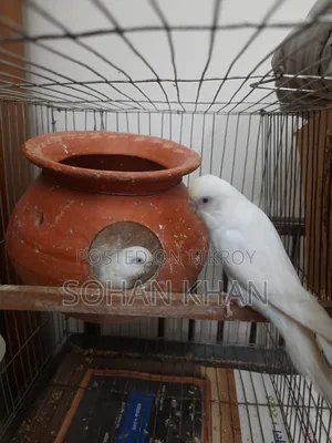 Albino Red Eye Running Pair