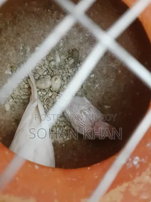 Albino Red Eye Running Pair