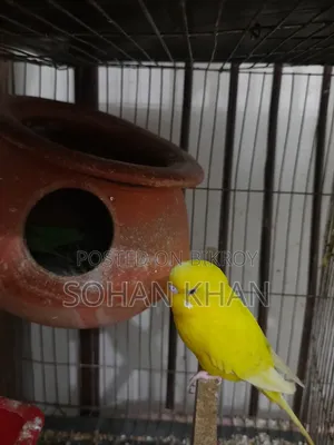 Running Pair Bazigar