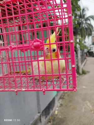 Chocatel Single Female for Sell