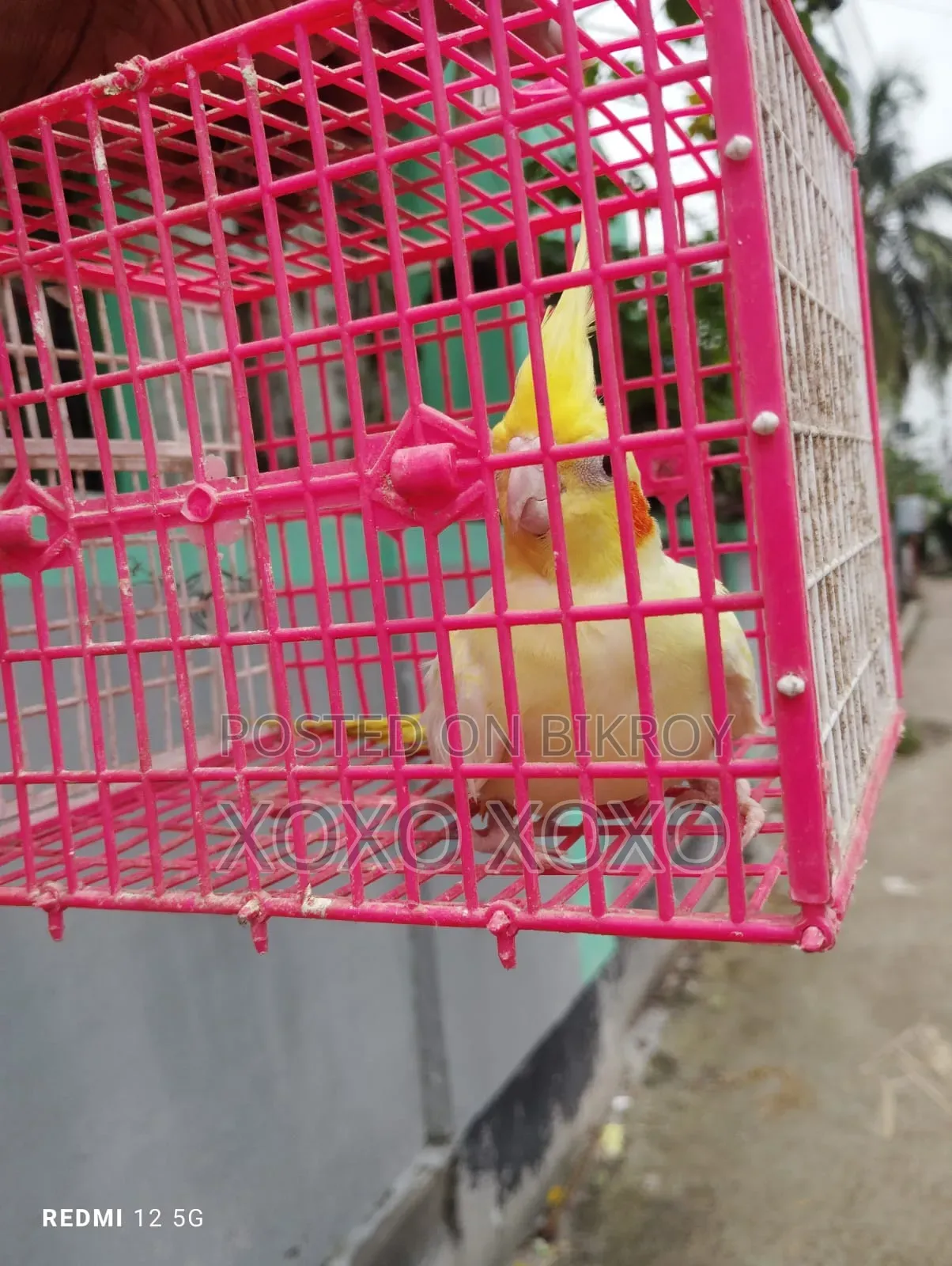 Chocatel Single Female for Sell