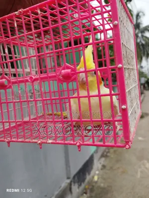 Chocatel Single Female for Sell