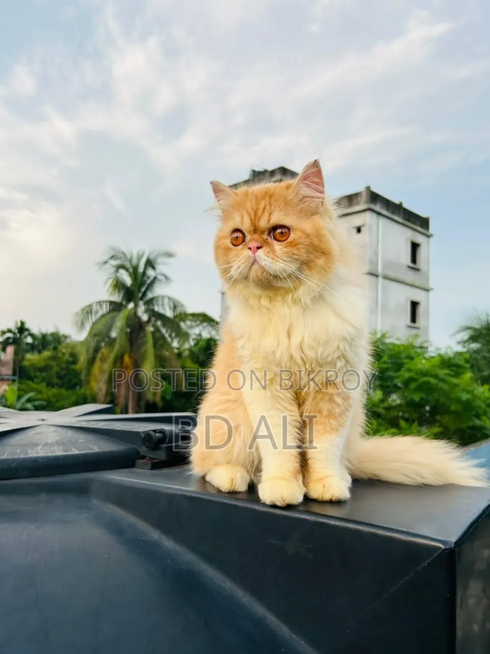 6-12 Months Male Purebred Persian