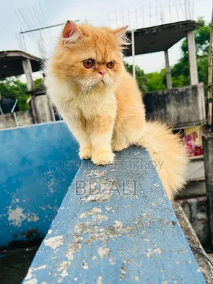 6-12 Months Male Purebred Persian