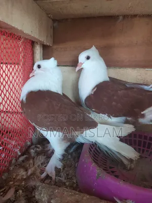 এক জোরা ফুল এডাল রাজ গোল্লা কবুতর বিক্রি হবে।