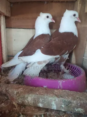 এক জোরা ফুল এডাল রাজ গোল্লা কবুতর বিক্রি হবে।